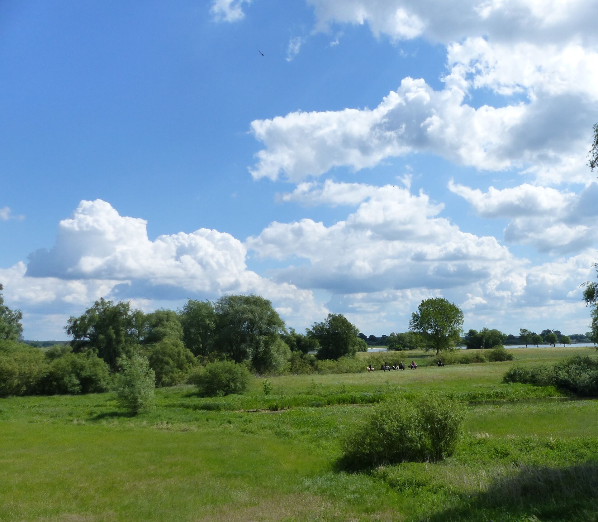 Wohntraum an der Elbe in Hitzacker (Elbe)